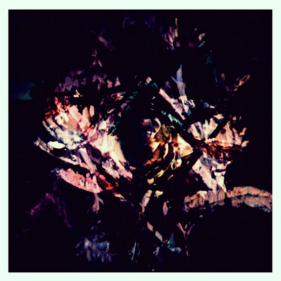 FREDRIK - FLORA