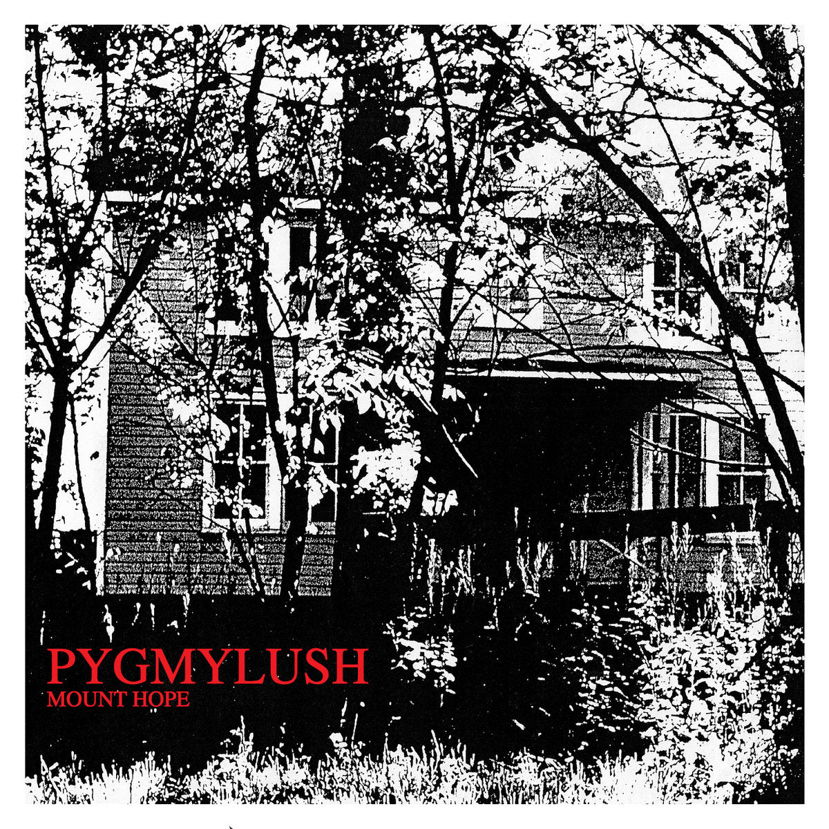 PYGMY LUSH - MOUNT HOPE