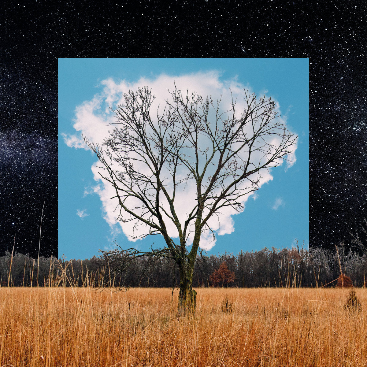 FINK - BLOOM INNOCENT