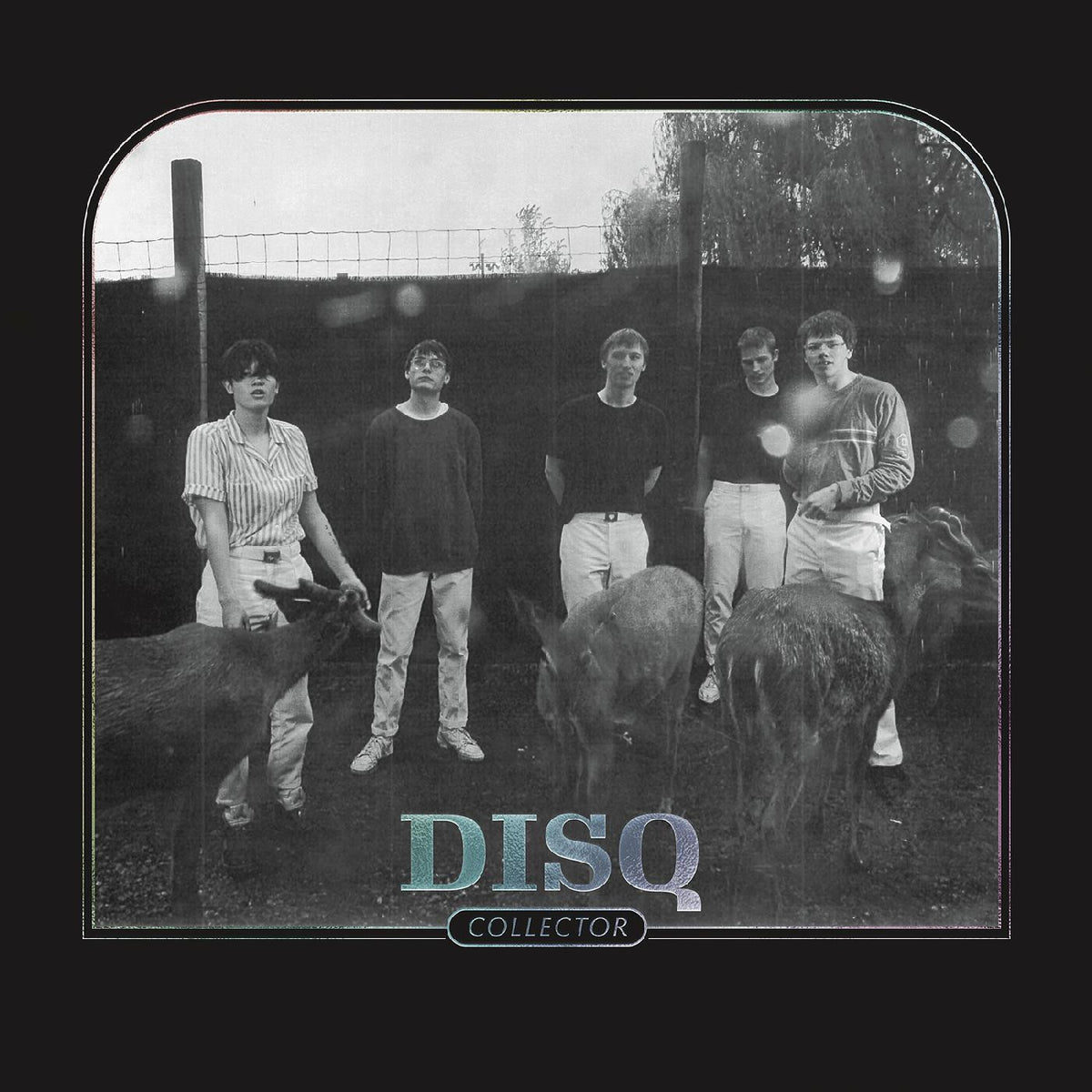 DISQ - COLLECTOR