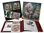 VARIOUS - BEAR FAMILY RECORDS: 30 YEARS (3CDS) (BO