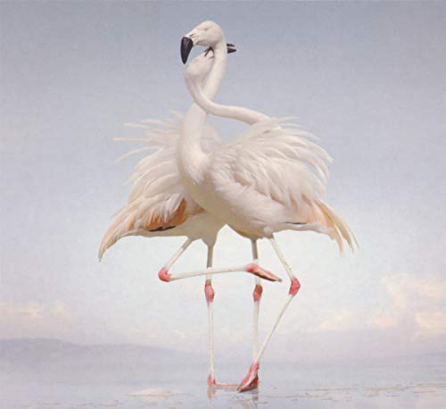 RUSTIE - GREEN LANGUAGE (CD)