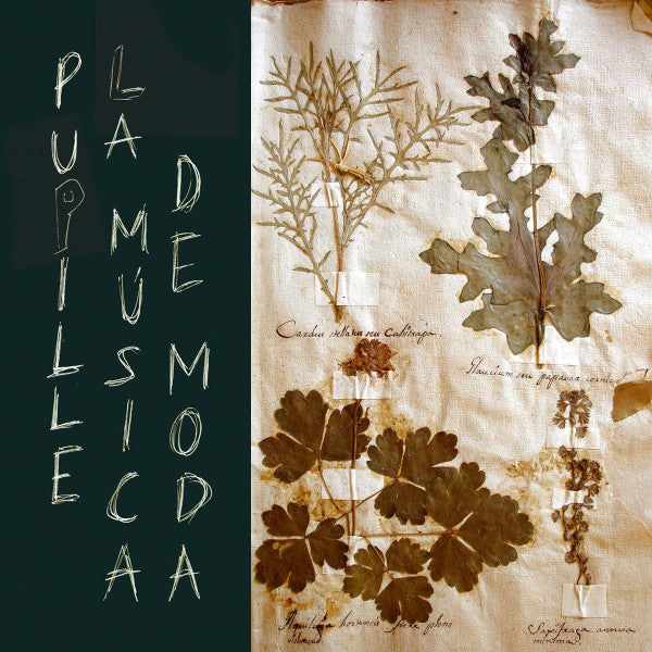 PUPILLE  - MUSICA DE MODA
