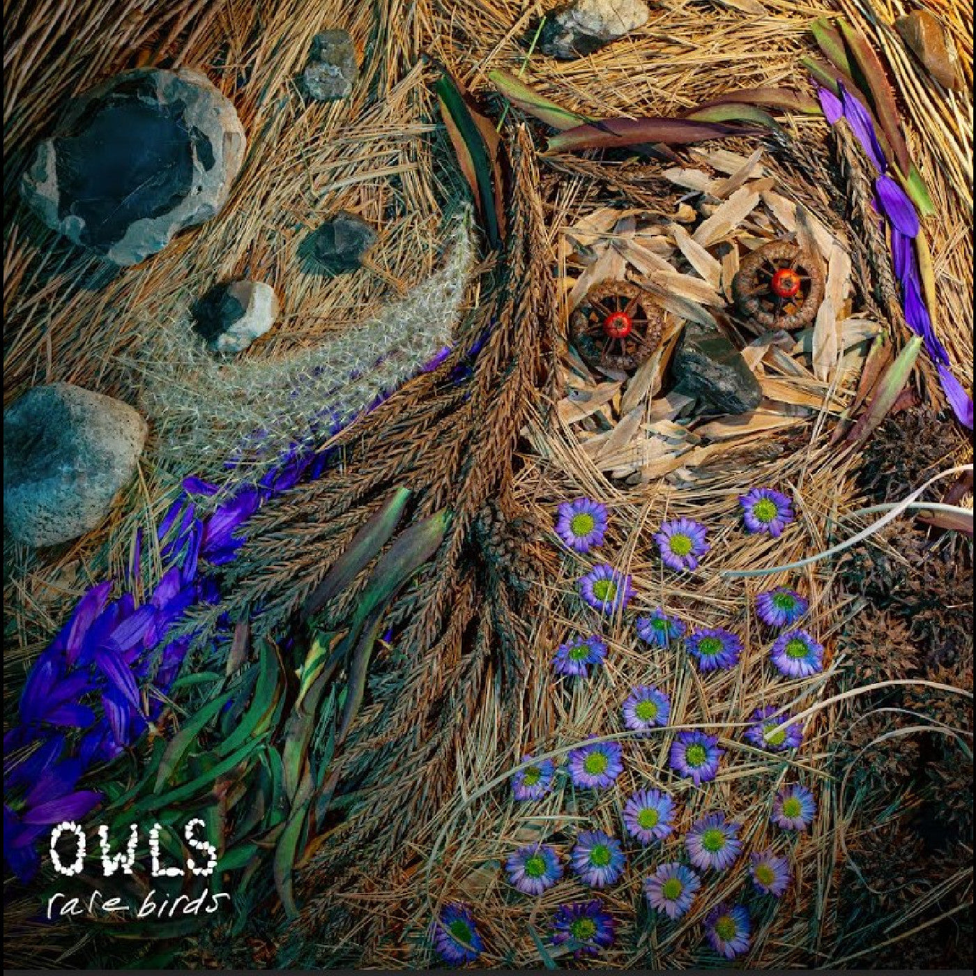 OWLS - RARE BIRDS