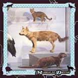 COHEN, DANNY  - MUSEUM OF DANNYS