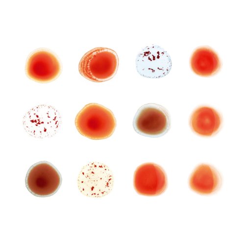 GABRIEL, PETER - AND I'LL SCRATCH YOURS (DELUXE 2CD) (CD)