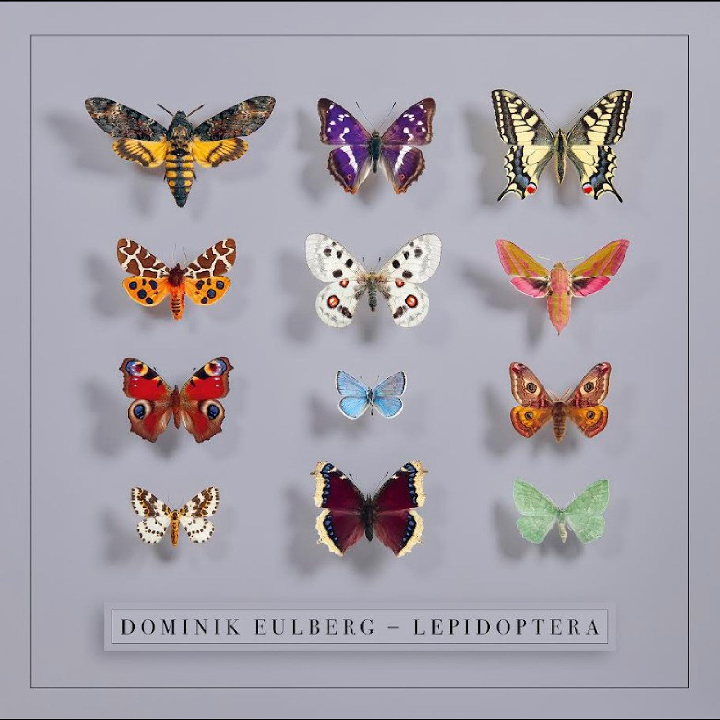 EULBERG, DOMINIK - LEPIDOPTERA
