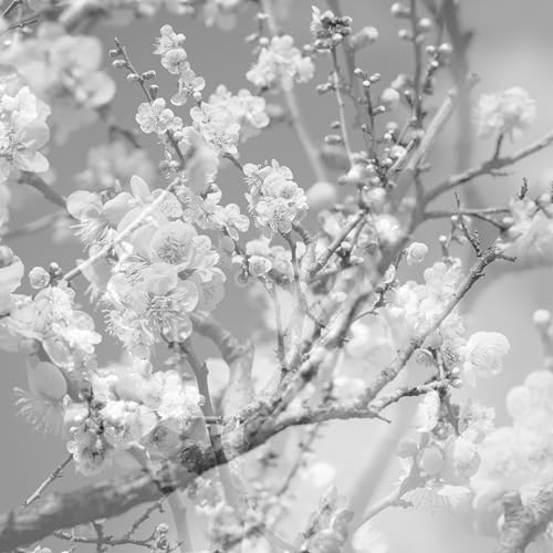 EAJ - WHEN THE RAIN STOPPED FOLLOWING ME (EP) (OCEAN BLUE VINYL) [VINYL]